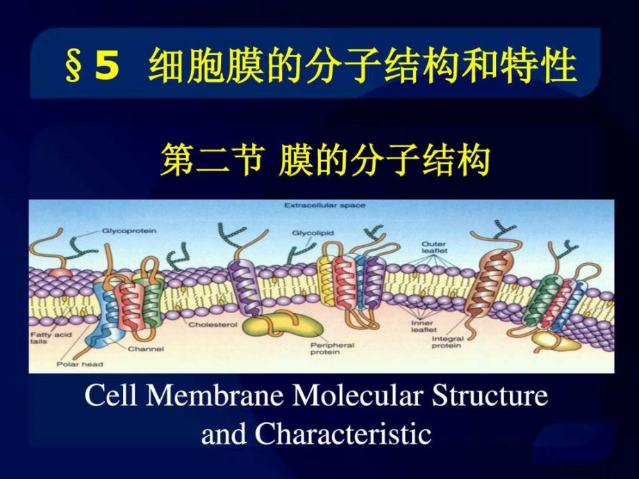 细胞生物学 细胞膜和物质运输_第1页