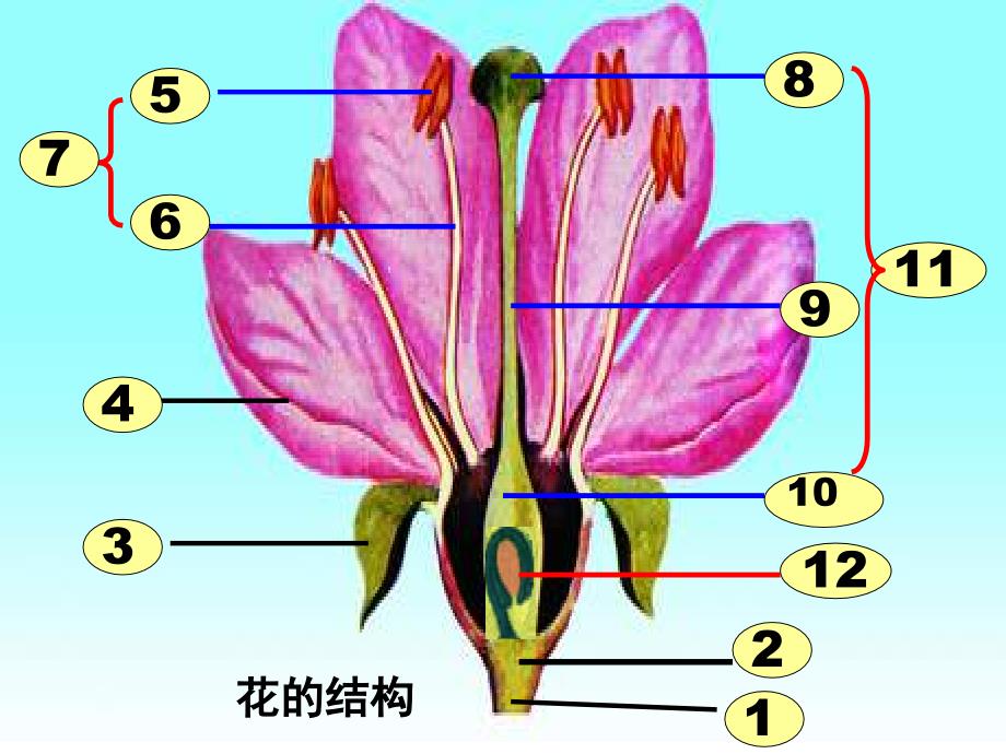 七年级上生物重点复习_第1页