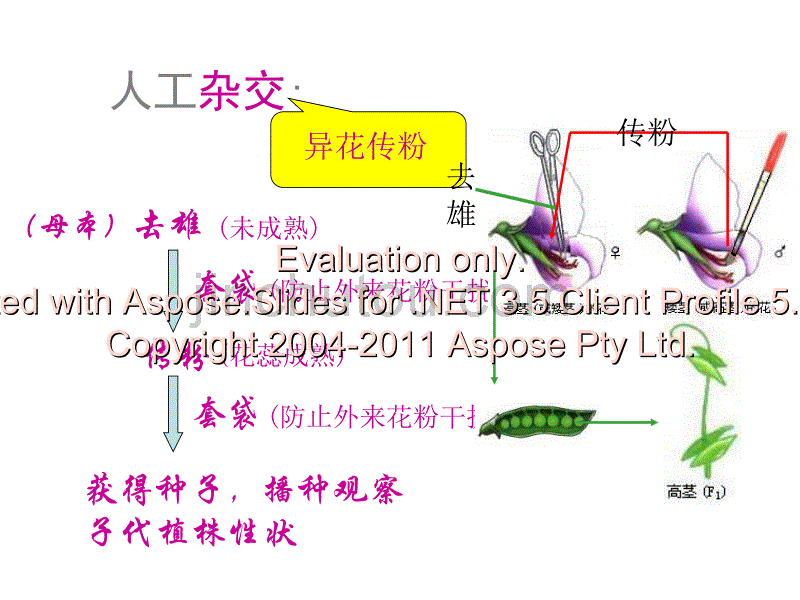 高中生物必修二孟德尔的豌豆杂交实验一_第2页