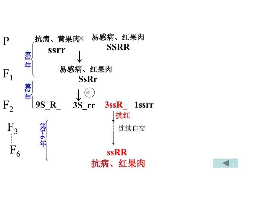 人教版教学课件市公开课育种专题复习修改稿《植物生长素的发现》课件和教案(新人_第5页