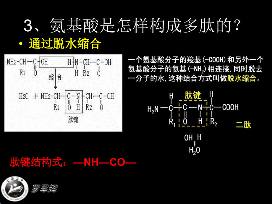 《蛋白质》罗军辉微课课件_第3页