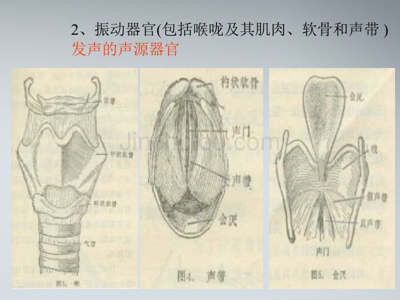 高二音乐嗓音训练与保健课件_第5页