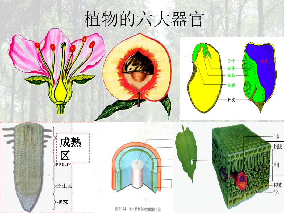 绿色植物是生物圈中有机物的制造者_第2页