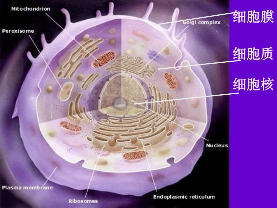 人教版教学课件辽宁省大连市四十四中高一生物必修一《33细胞核—系统的控制中心》课件_第4页