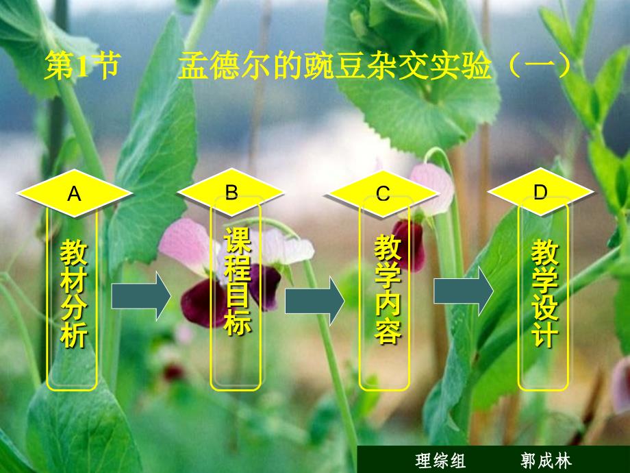 人教版教学课件云南省高一生物《孟德尔的豌豆杂交实验》课件_第1页