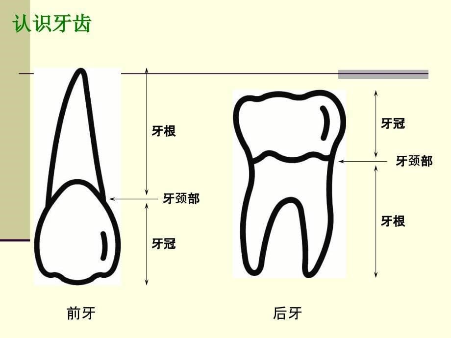 口腔预防保健及基本了解_第5页