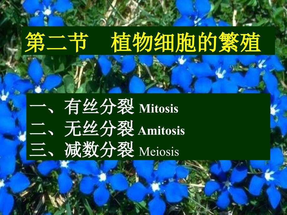 C植物细胞和组织-2繁殖生长分化_第1页