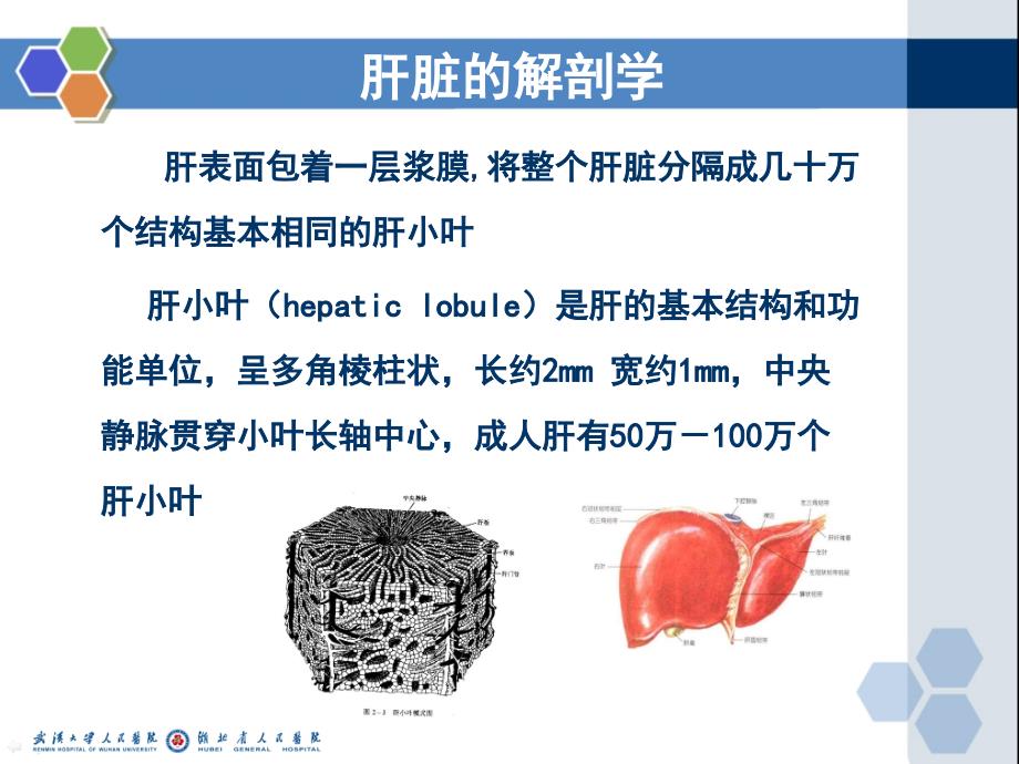 肝纤维化的中药治疗_第4页