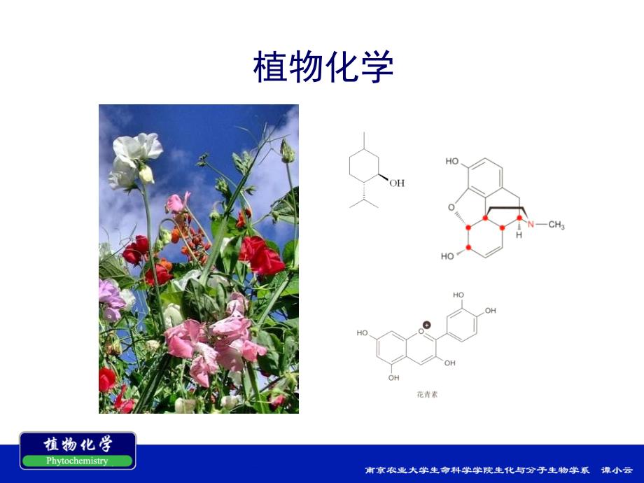 南农植物化学、植物化学总论_第1页