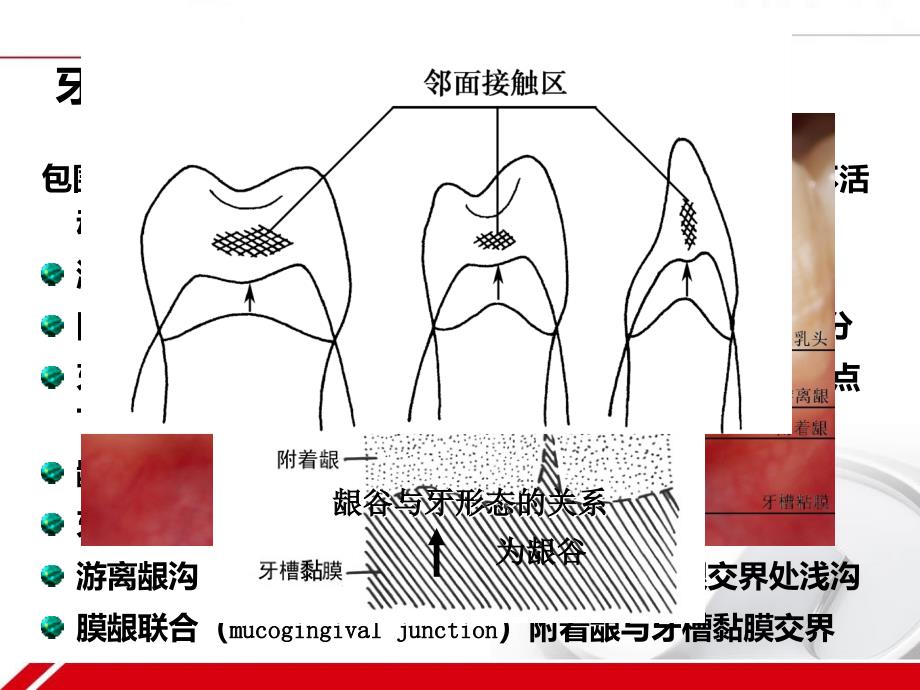 牙周组织的解剖生理_第3页