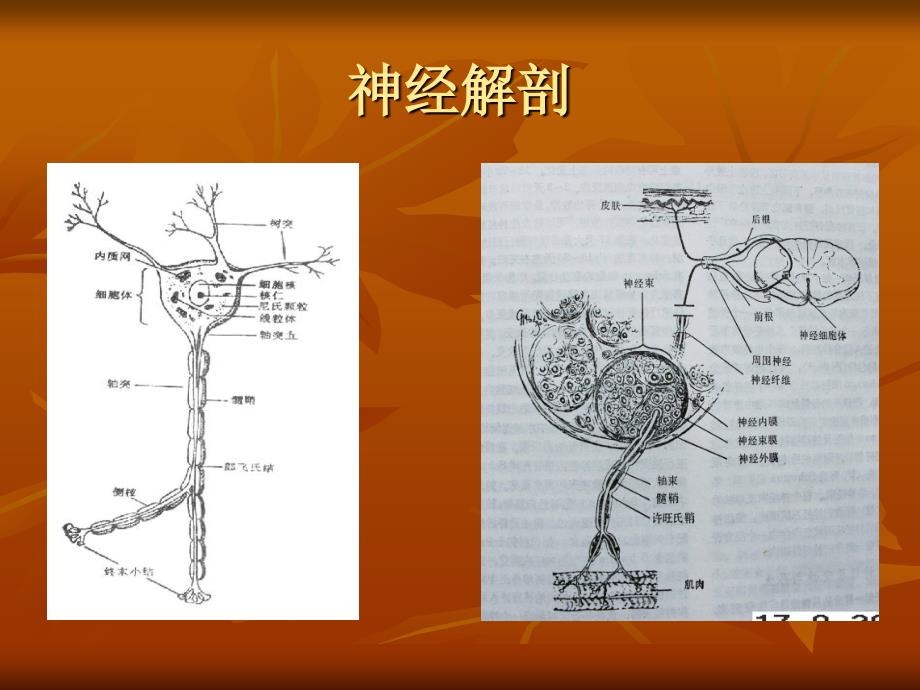 2012-10上肢神经卡压综合征._第2页