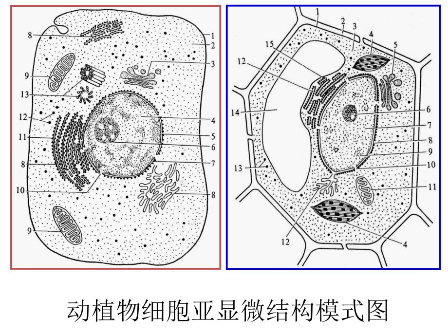 动植物细胞亚显微结构模式图_第1页