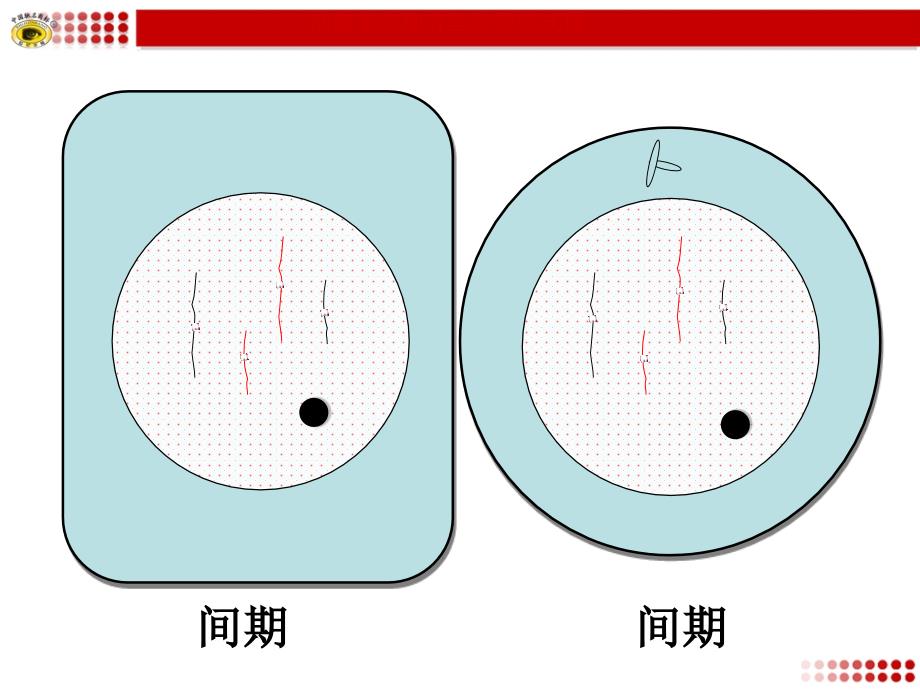 动植物细胞有丝分裂模式图_第1页