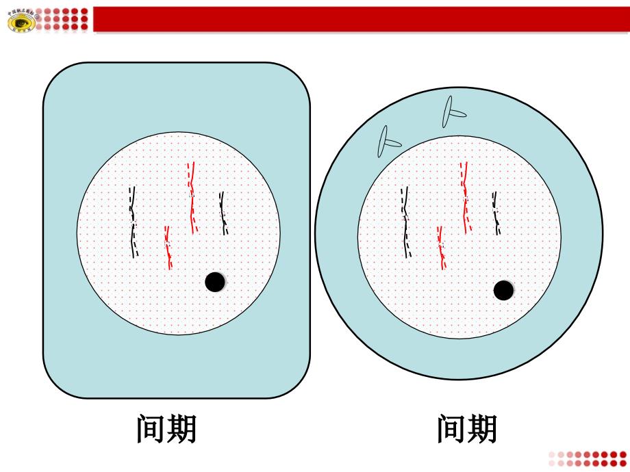 动植物细胞有丝分裂模式图_第3页