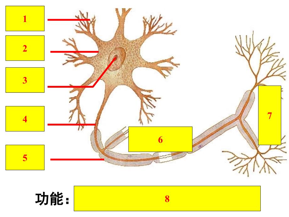 稳态与环境神经调节与体液调节的关系_第2页