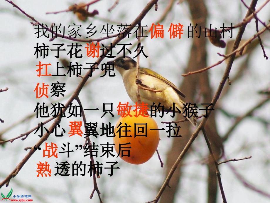 (北京版)四年级语文上册课件我爱家乡的柿子_第4页