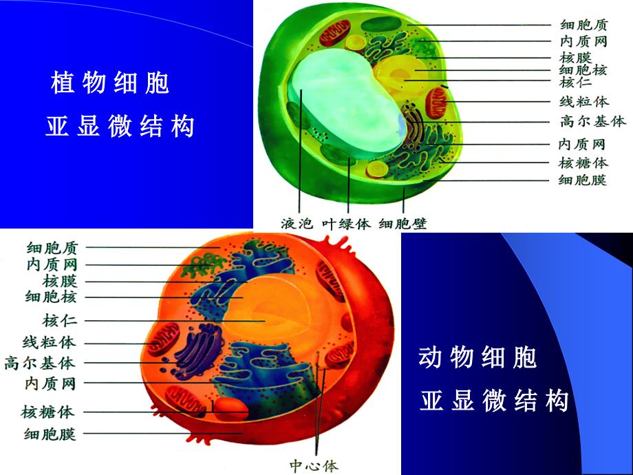 细胞的结构和功能_第2页