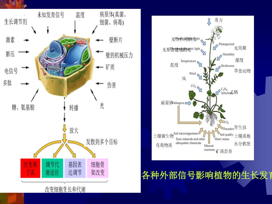 植物生理学教案绪论_第4页