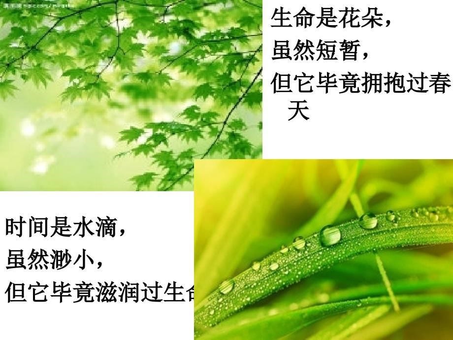 诗歌朗诵诗朗诵时间生命_第5页