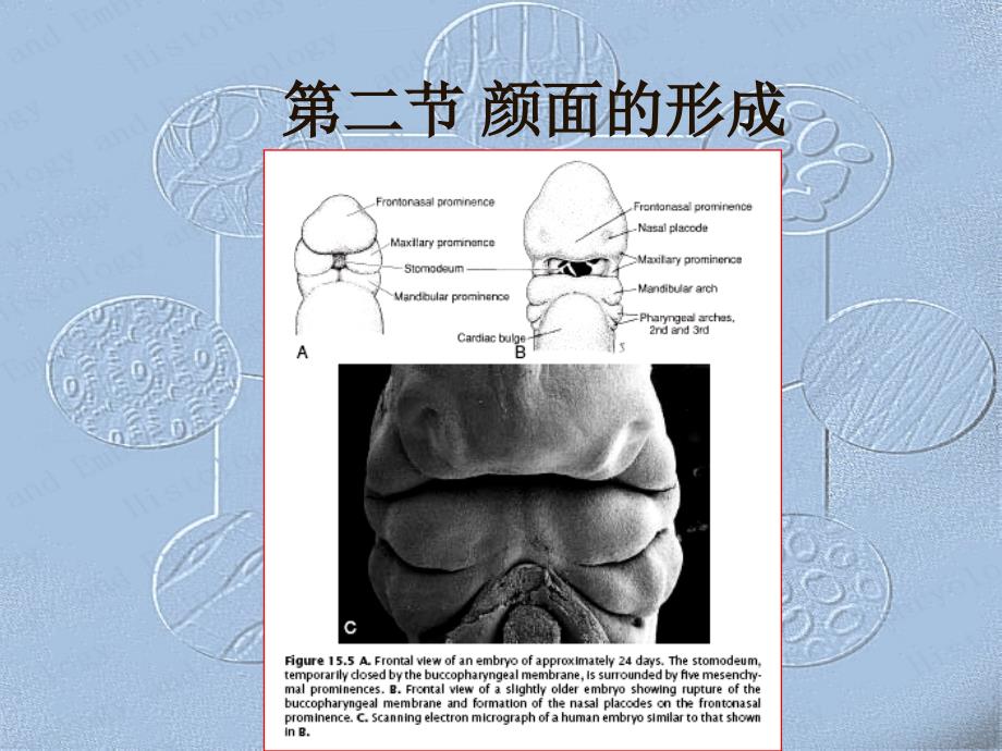 最全组织和胚胎学_第4页