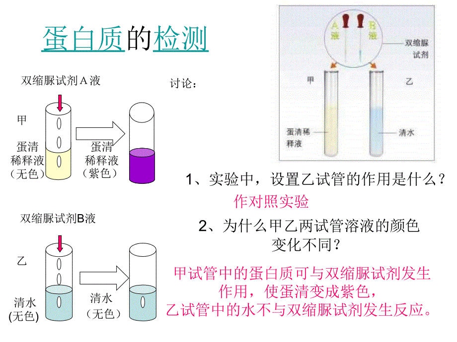 人类的食物北师大版_第2页