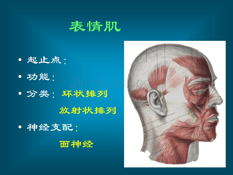 口腔颌面部解剖肌肉及筋膜_第3页