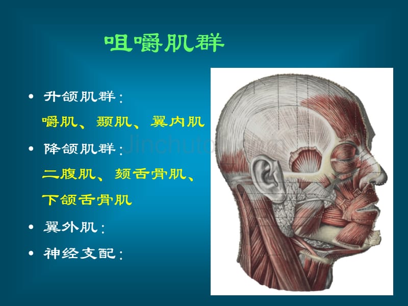 口腔颌面部解剖肌肉及筋膜_第5页