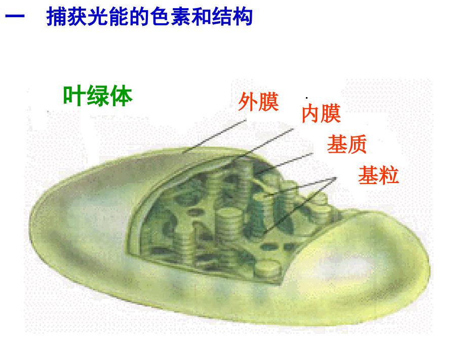 光合作用以及对它的认识过程_第2页