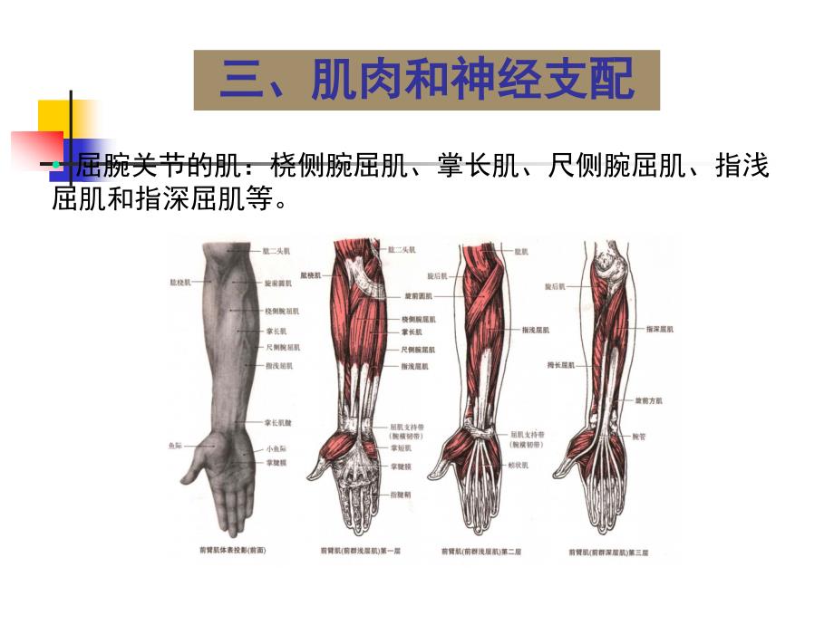 关节运动学(三、腕)肌肉和神经支配_第3页