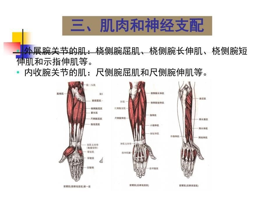 关节运动学(三、腕)肌肉和神经支配_第5页