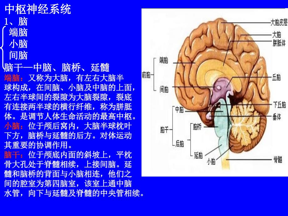 人体其他系统基本知识神经系统_第4页