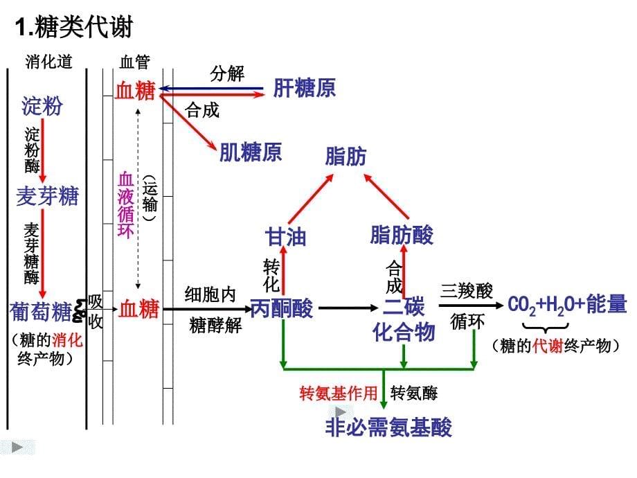 生物体内营养物质的转变_第5页