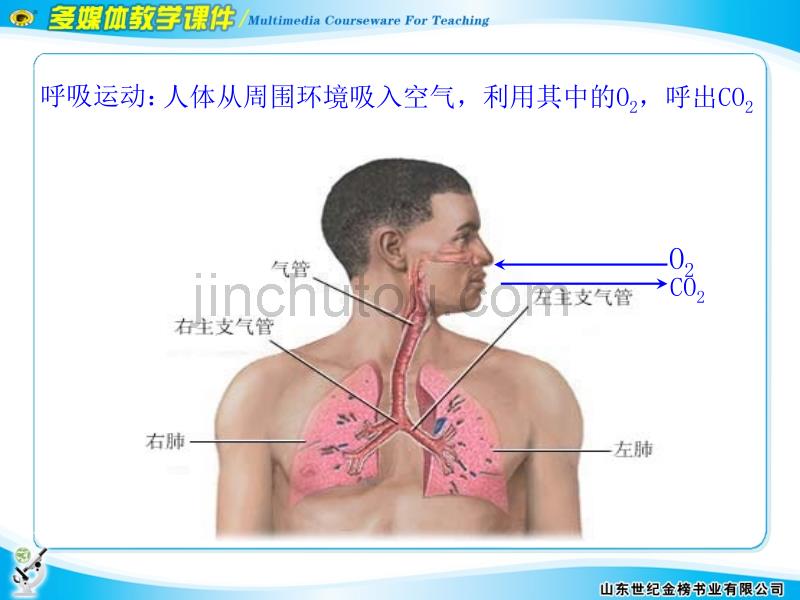 细胞呼吸的概念、反应式和过程_第3页