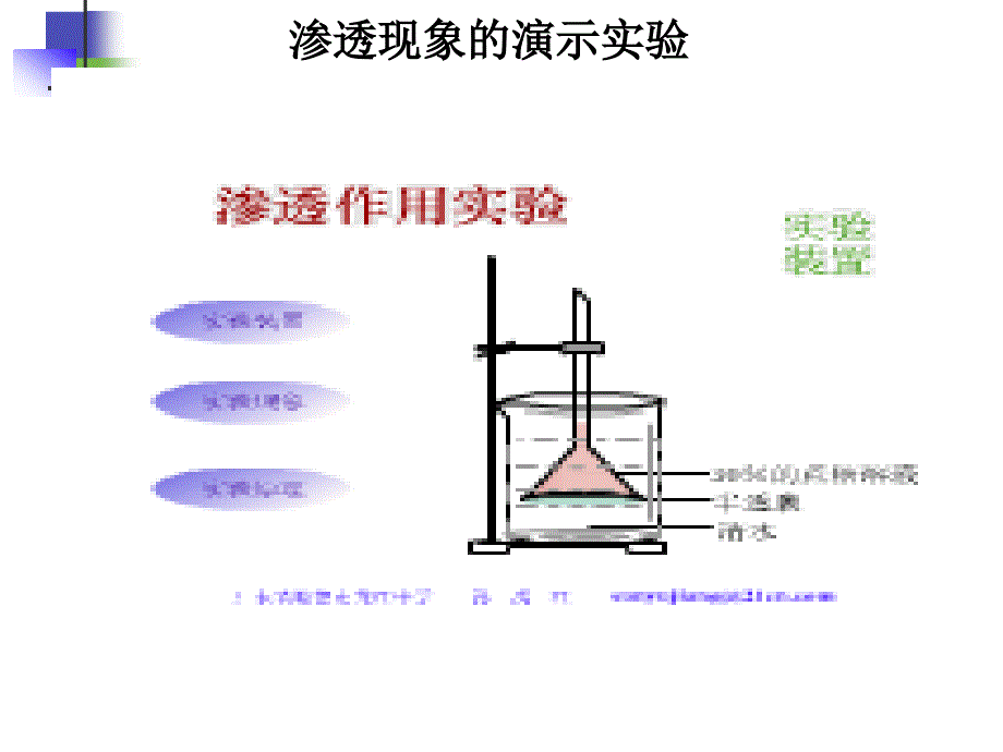 复习-细胞的物质输入和输出1_第2页