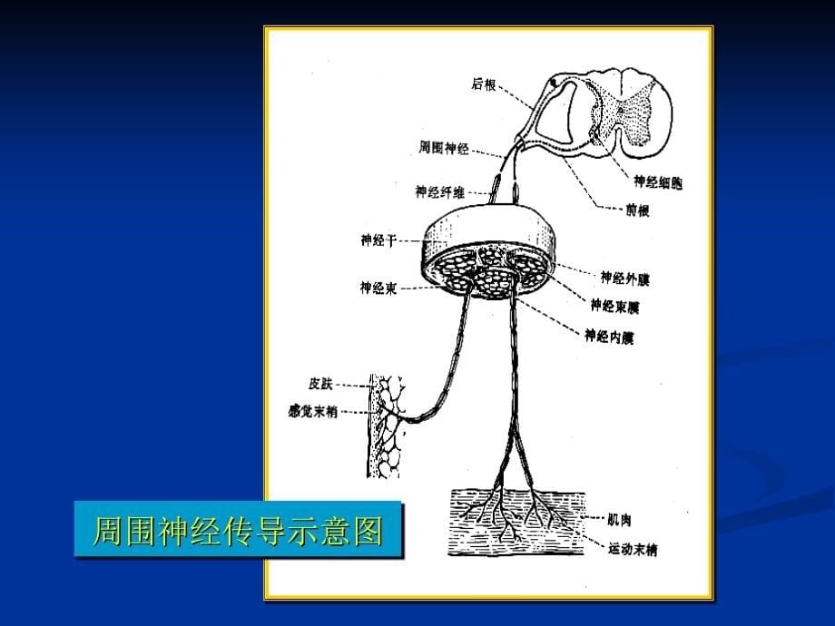 外科学多媒体课件周围神经损伤_第5页