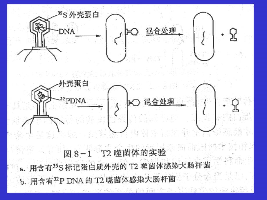 微生物学-微生物的遗传_第5页