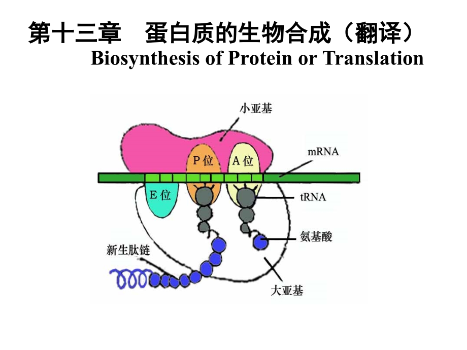 生物化学 蛋白质的生物合成_第1页