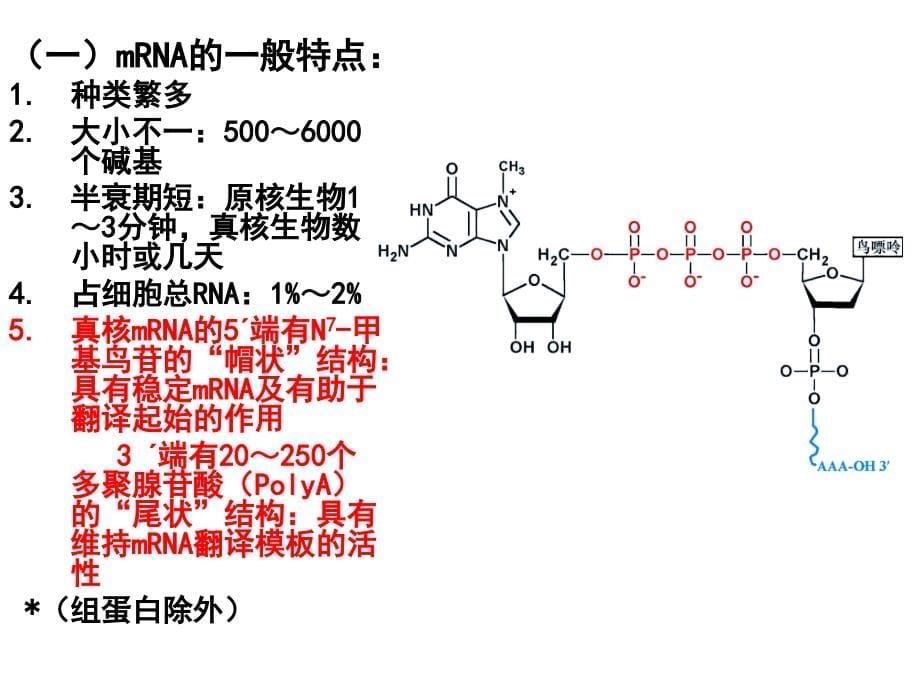 生物化学 蛋白质的生物合成_第5页