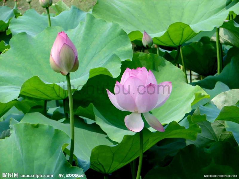 hao《苏幕遮》(周邦彦)_第1页