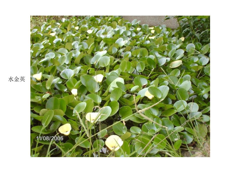 室内水培类盆栽植物精选_第1页