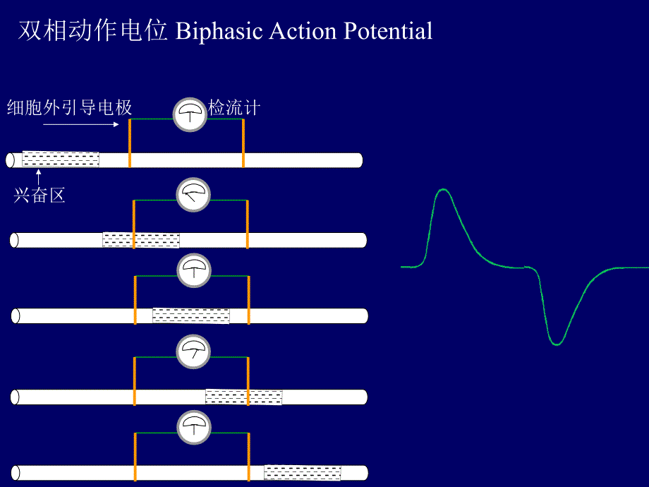 神经干动作电位及其速度测定_第4页