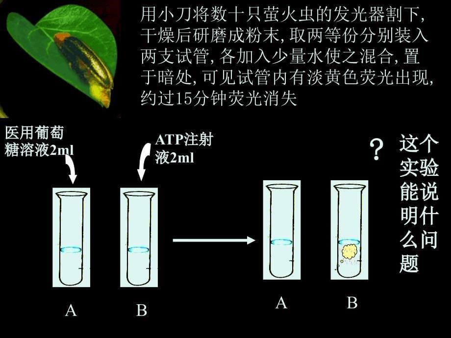 细胞的能量“通货”ATP_第5页