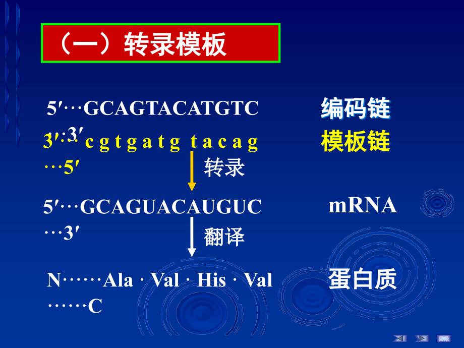 RNA的生物合成(简明教程)_第4页