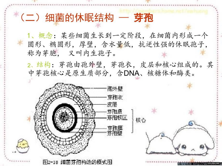 微生物的形态结构 2_第4页