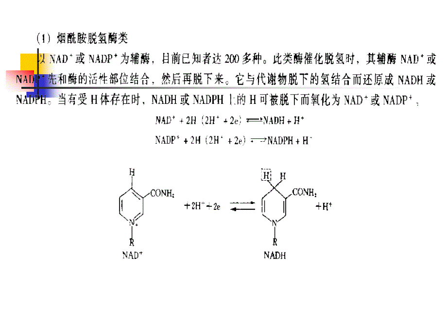 水处理微生物学(双语)第二章第2节_第4页