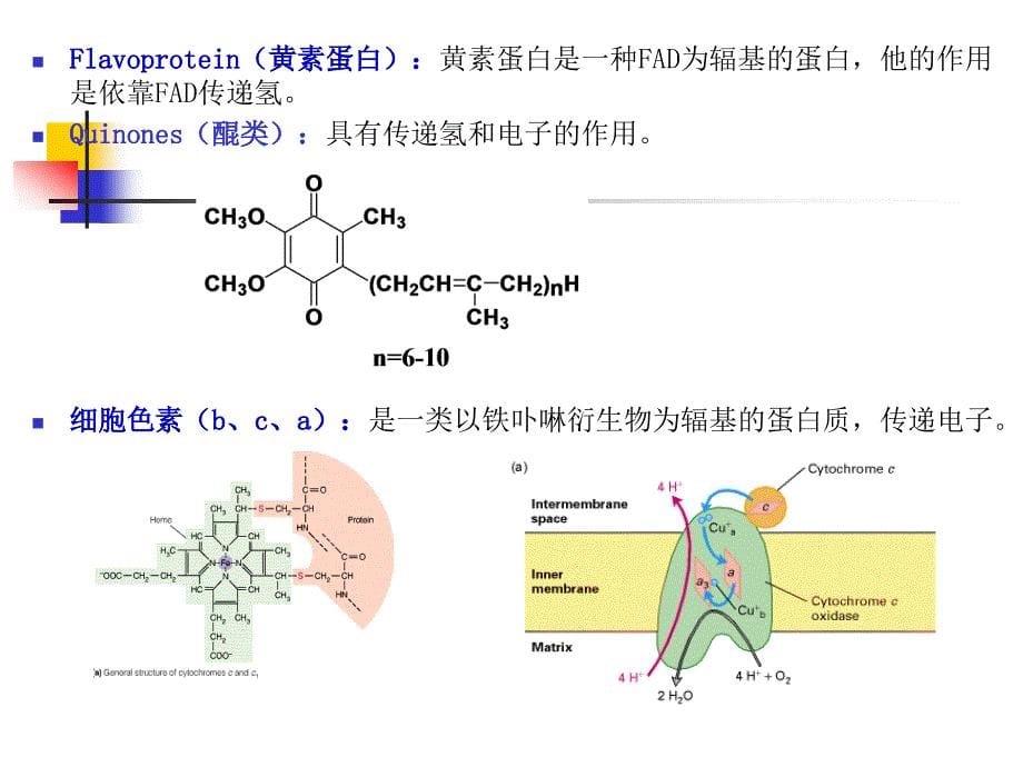 水处理微生物学(双语)第二章第2节_第5页