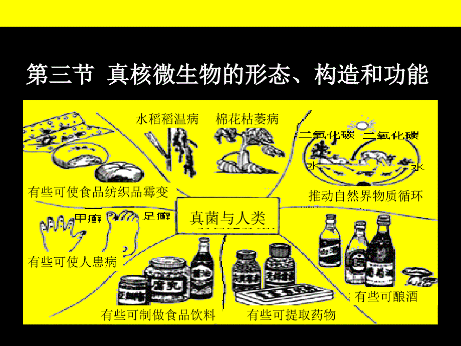 微生物学-第二章(3)(笔记)_第1页