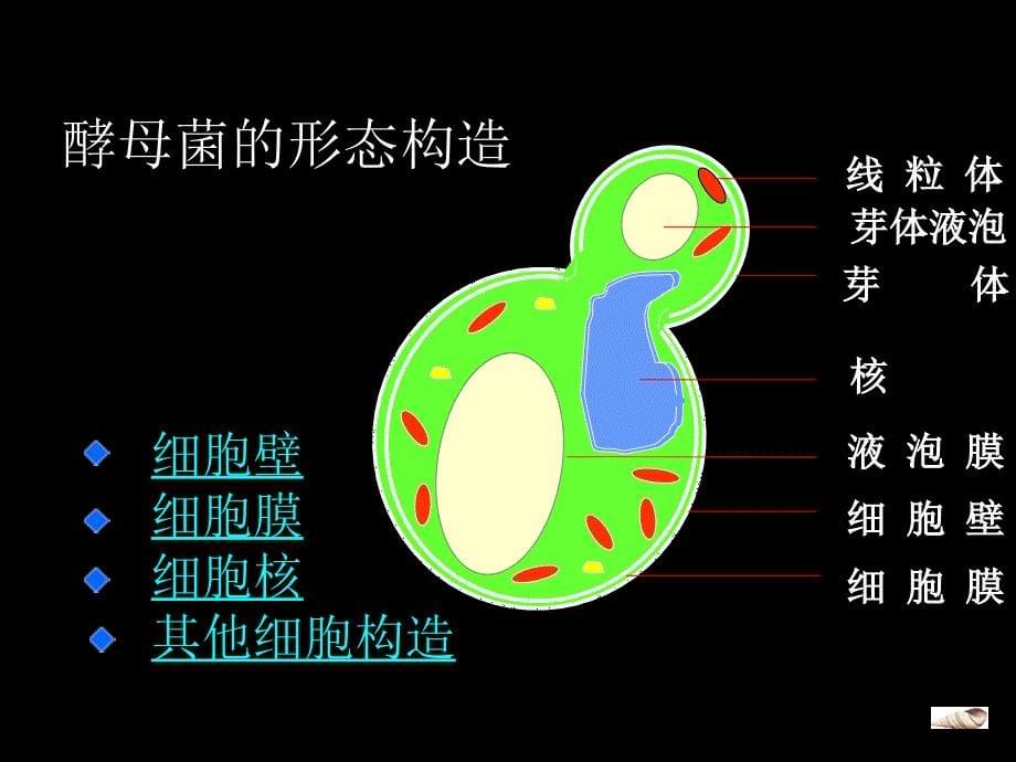 微生物学-第二章(3)(笔记)_第5页