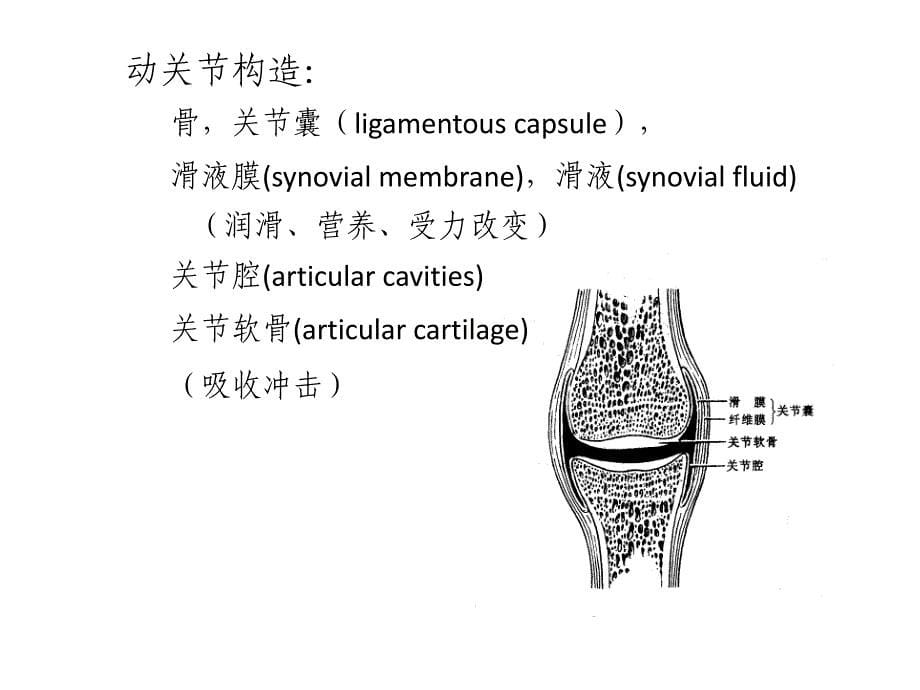 肌肉骨骼系统受力分析442106610_第5页