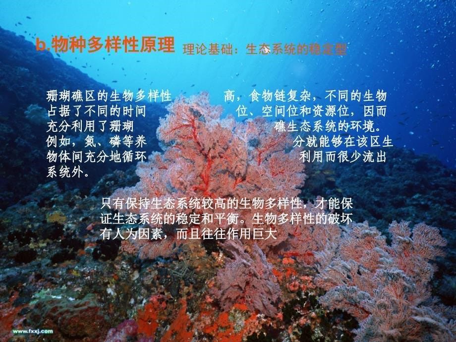 高中生物选修3课题-生态系统的基本原理_第5页